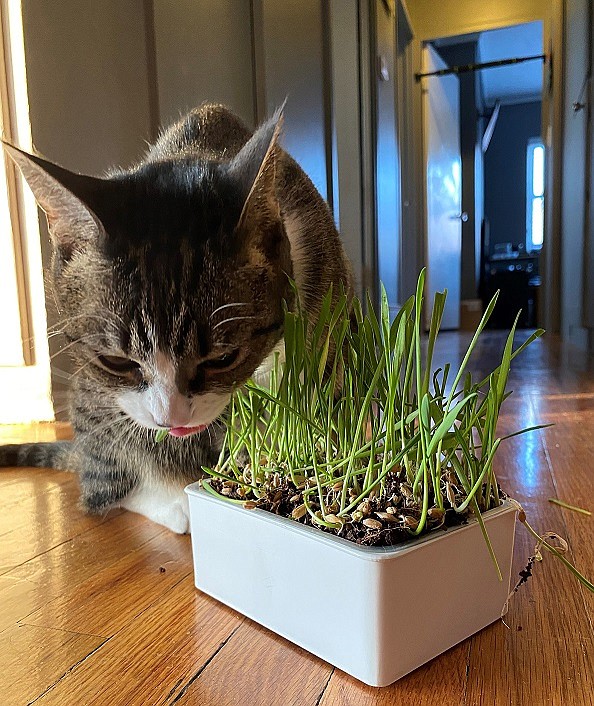 Cat grass kits are easy to grow and provide fresh, healthy wheatgrass, oat grass, and/or ryegrass for cats to nibble on instead of your plants. Photo courtesy of True Leaf Market