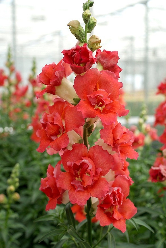 The strong stems of Doubleshot snapdragons produce a plethora of stunning orange flowers all season, photo courtesy of All-America Selections
