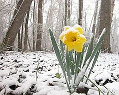 Daffodil in the snow. (Pinterest)