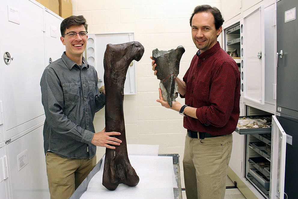 Dr. Christian Sidor, The Burke Museum's curator of vertebrate paleontology, and Brandon Peecook, a former UW graduate student who's now the Curator of Paleontology at Idaho State University, show the size and placement of the fossil fragment compared to the cast of a Daspletosaurus femur in 2015. (Courtesy of the Burke Museum)