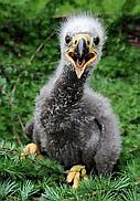 Baby eagle