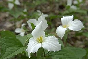 Trilliums can be white, yellow, red, pink, blue, or purple.