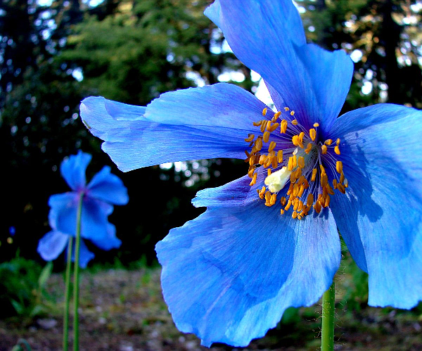 Blue Poppy Day is on Saturday, May 20 in Federal Way