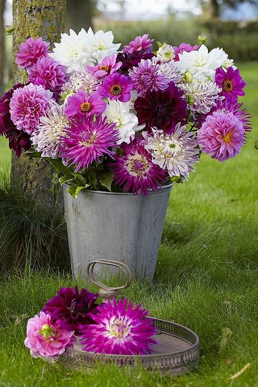 The more dahlias you cut for bouquets, the more flowers the plant will produce, photo courtesy of Longfield-Gardens.com