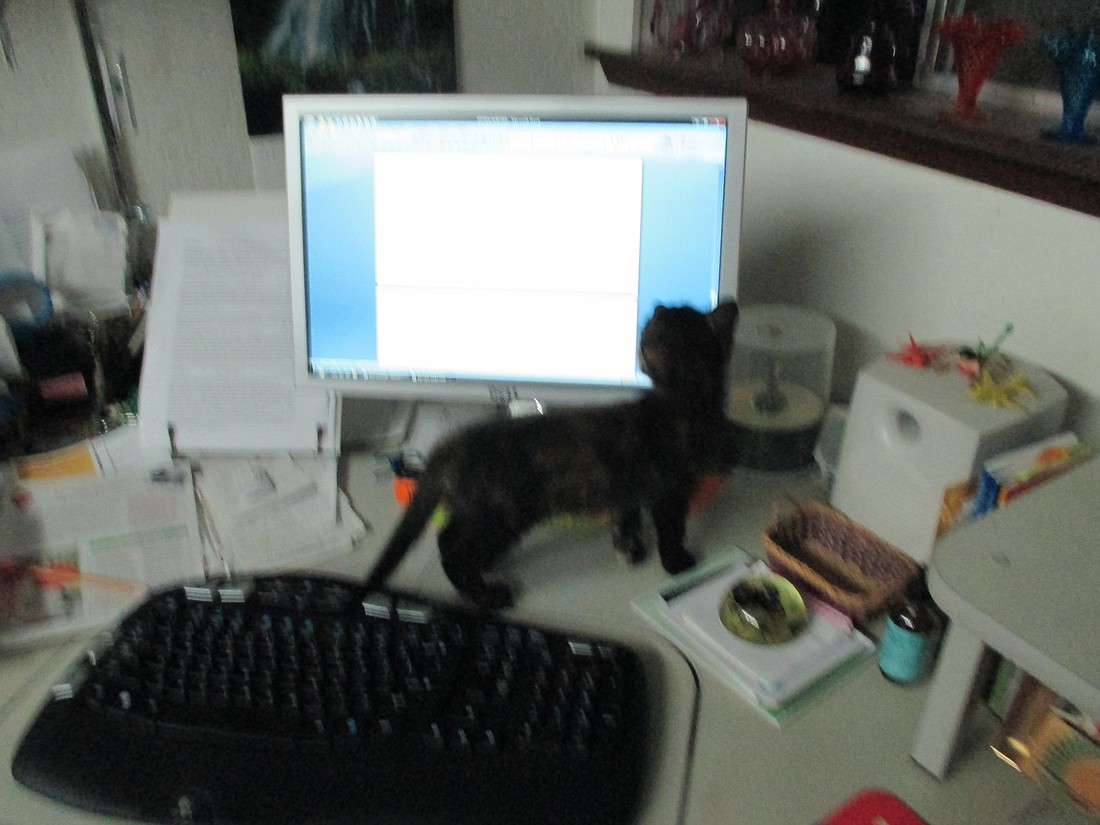 Kitten helping me with my late night writing and editing.