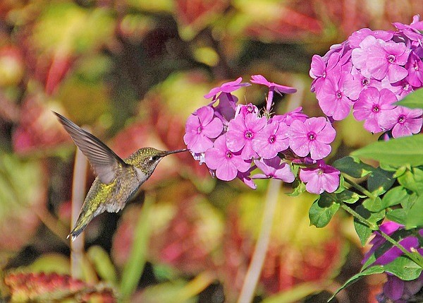 It's not too late to add hummingbird-friendly plants to your garden. Photo by Melinda Myers.