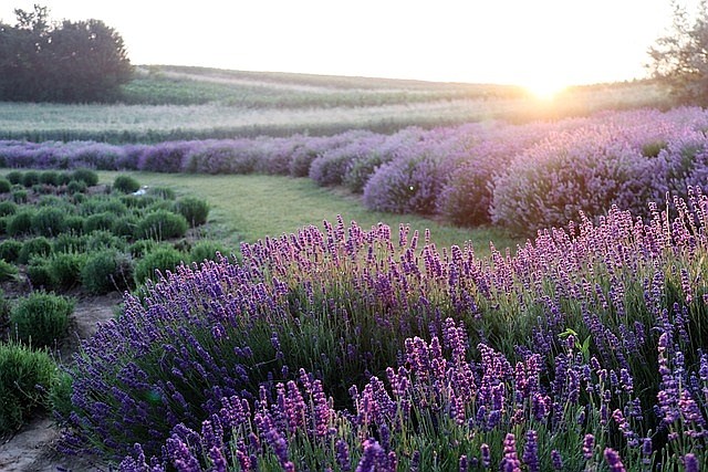 The Sequim Lavender Festival runs July 21-23