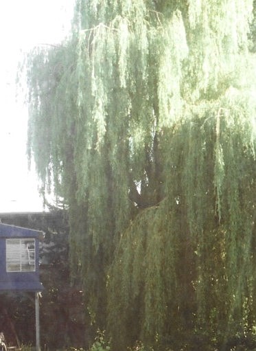 In memory of a 75-year-old weeping willow tree in Seattle.