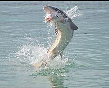 Leaping Silver Sturgeon
