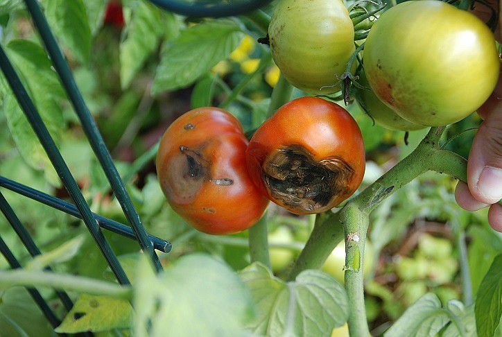 Blossom end rot on tomatoes is due to a calcium deficiency often caused by fluctuations in soil moisture. Photo courtesy www.MelindaMyers.com