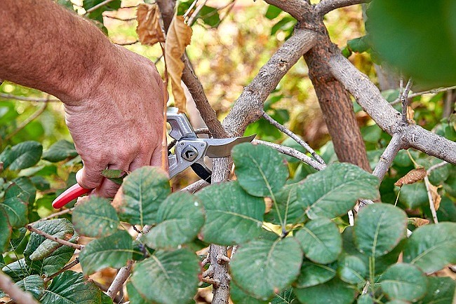 Use a quality bypass pruner to cut back and dispose of any diseased or insect-infested plants, photo courtesy of Corona Tools