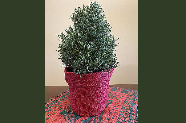 A Rosemary topiary offers attractive foliage for holiday décor, a pine aroma, and herbs for holiday meals, photo courtesy of MelindaMyers.com