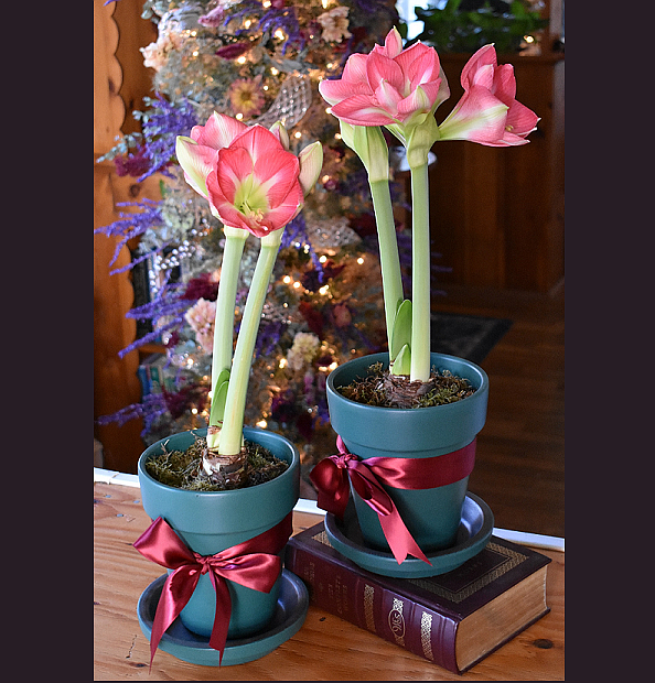 Amaryllis bulbs provide enjoyment as the bulbs sprout, grow, and develop into beautiful long-lasting blossoms, photo courtesy of Longfield-Gardens.com