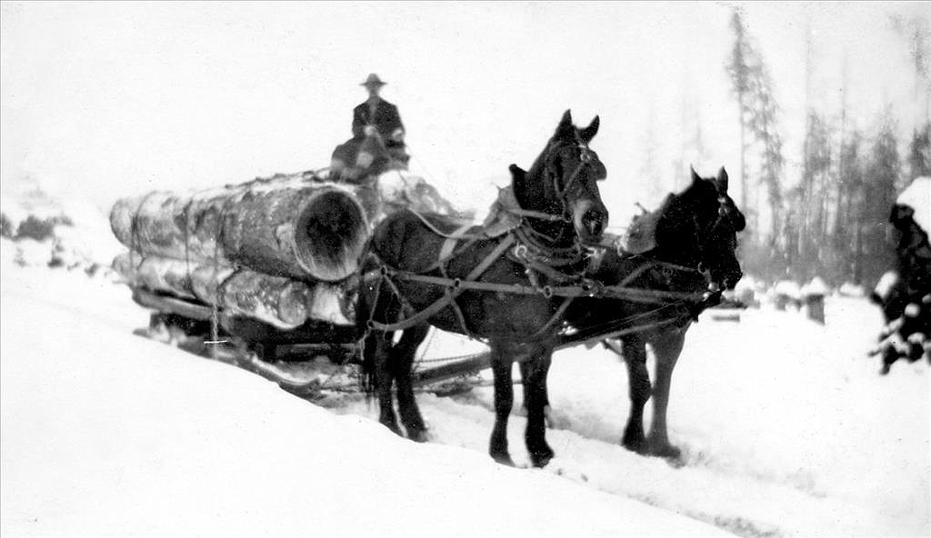 Dorothea's father, Joseph Pfister, hauling logs with his trusty horses in Tiger, Washington, ca. 1910, courtesy Nordstrand family