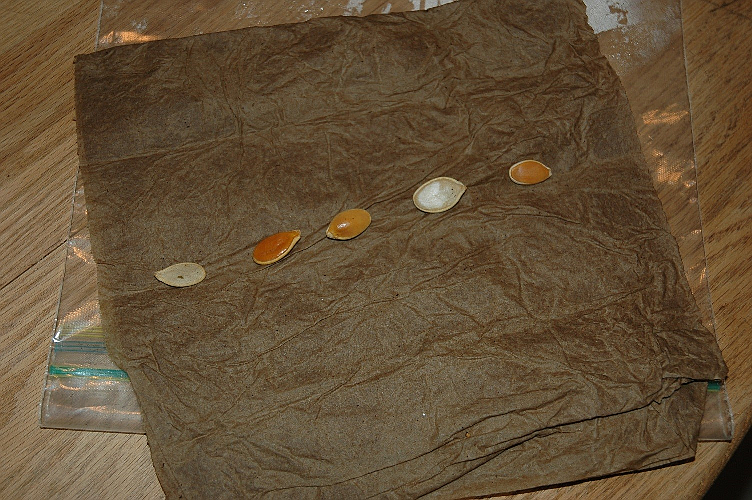 Seeds, a damp paper towel, and a plastic bag are all you need to test the viability of stored seeds