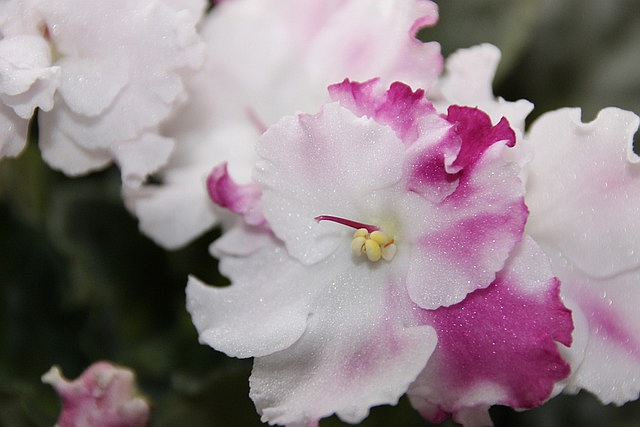 Orchids, African violets, begonia, cactus, succulents and more will be on display at the Indoor Plant Festival March 2-3