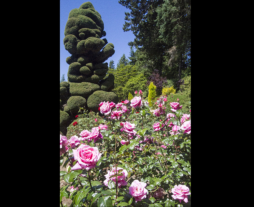 Join the Seattle Rose Society for its annual rose pruning demonstration at Woodland Park Rose Garden on Saturday, March 9. Learn from rosarians the proper techniques for pruning and cutting. (photo courtesy Dennis Dow/Woodland Park Zoo)