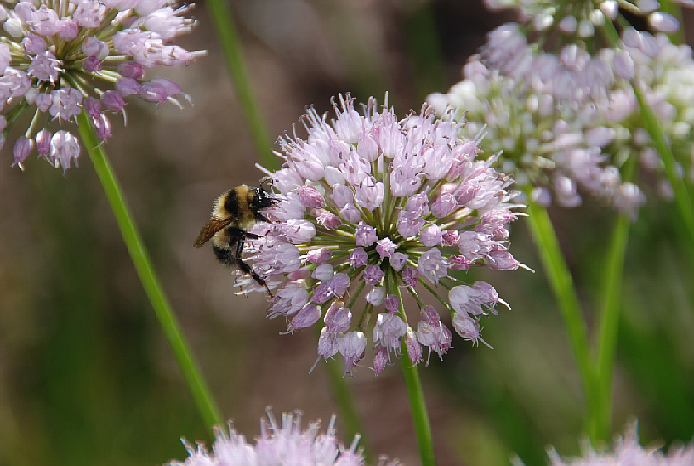 Adjusting your spring cleanup schedule will help pollinators like this bee on an allium flower. Photo courtesy of MelindaMyers.com