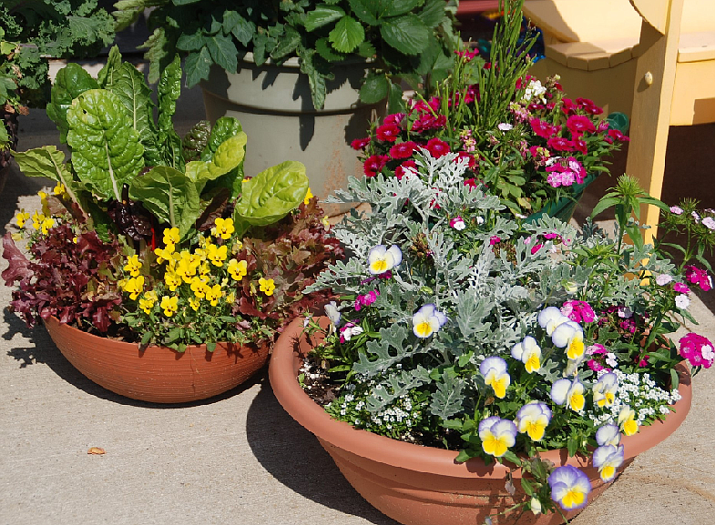 The right potting mix will help ornamental and edible plants thrive. Photo courtesy of MelissaMyers.com