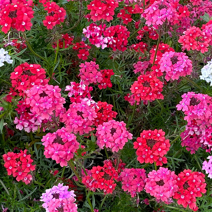 Sweetheart Kisses verbena attracts pollinators and brings a vibrant mix of red, rose, pink, and a bit of white to gardens or containers. Photo courtesy All-America Selections