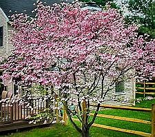 Pink Dogwood from Pinterest