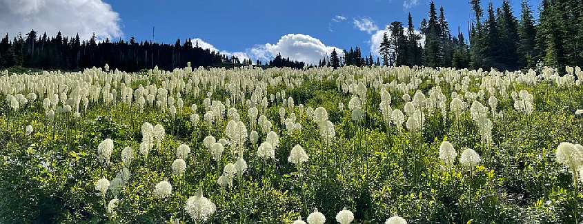 Bear grass from Mount Spokane's Trail #130 in July 2022. Photo by Laura Brou, courtesy Washington State Parks