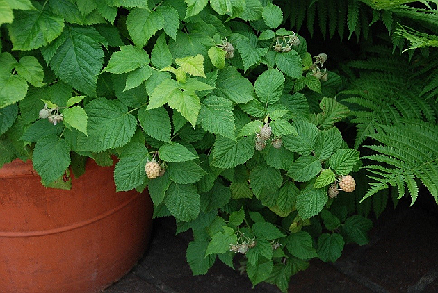 Compact varieties of raspberries and other fruit are well suited to being grown in containers and small spaces, photo courtesy MelindaMyers.com