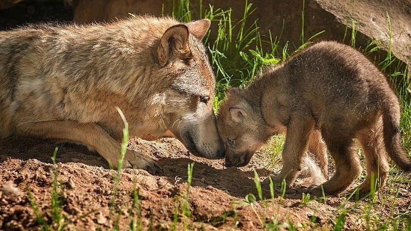 Baby wolf playing in the dirt with Mom. No chocolates for dogs, wolves, or any canines.