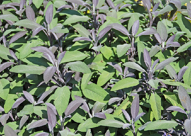 Sage leaves can be brewed into tea to soothe sore, irritated throats. Photo courtesy of MelindaMyers.com