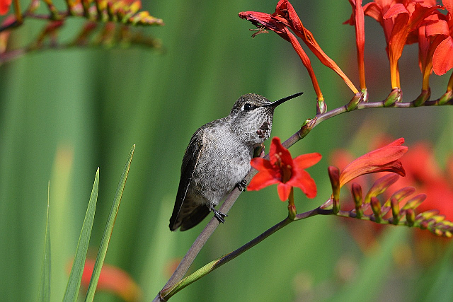 Plant a garden and use helpful practices to invite pollinators to your garden, such as this Anna's hummingbird
