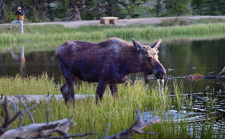 A photographer keeps a safe distance from moose feeding at Sprague lake. Photo by Nick Thomas
