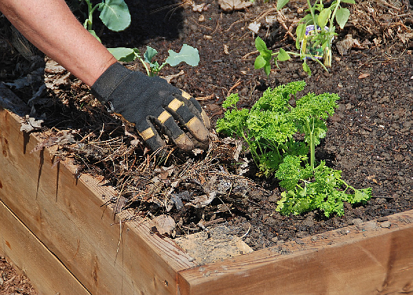 Mulching the garden conserves moisture, suppresses weeds, and improves the soil as it breaks down amongst other benefits, photo courtesy of MelindaMyers.com