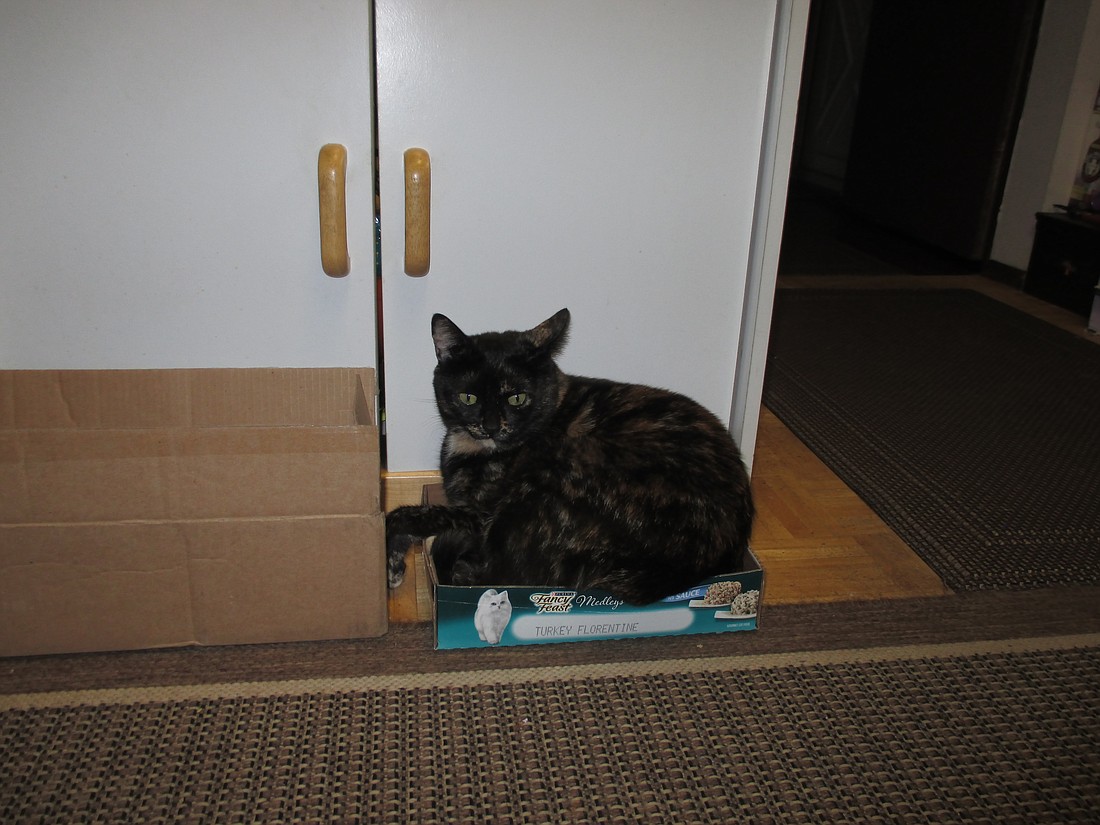 Ariele's cat Rocky is a big cat in a small box.