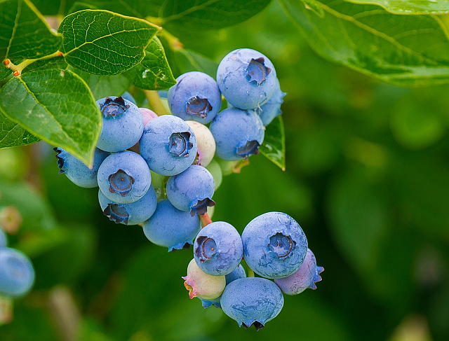 In addition to being considered a superfood, blueberries are delicious and versatile