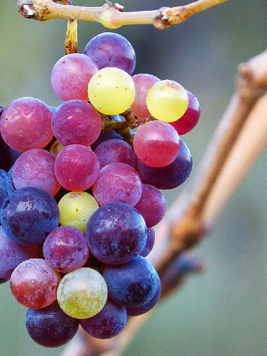 Grapes are a nutrient-dense fruit with a host of health benefits