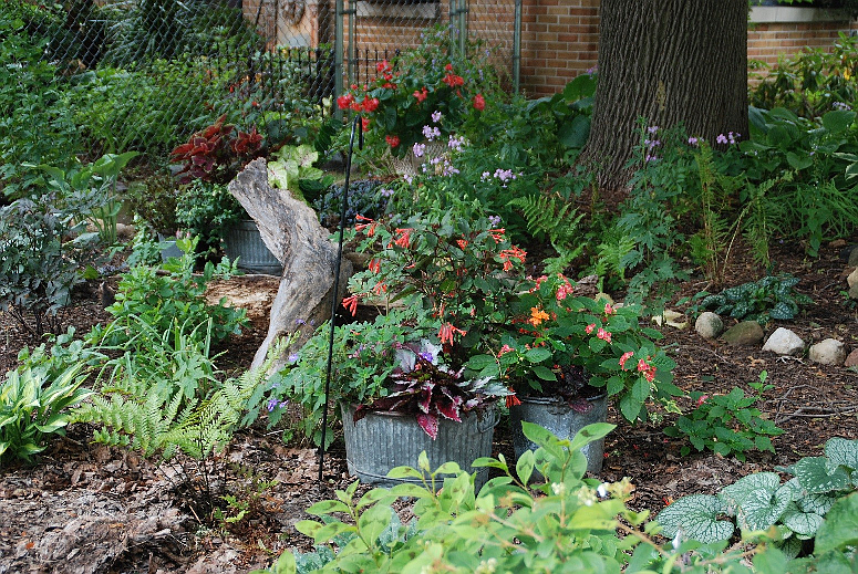 Placing shade-tolerant container gardens below tree canopies beautifies shady spots without damaging the tree roots. Photo courtesy of MelindaMyers.com