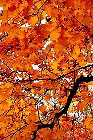 Autumn Leaves Pinterest
