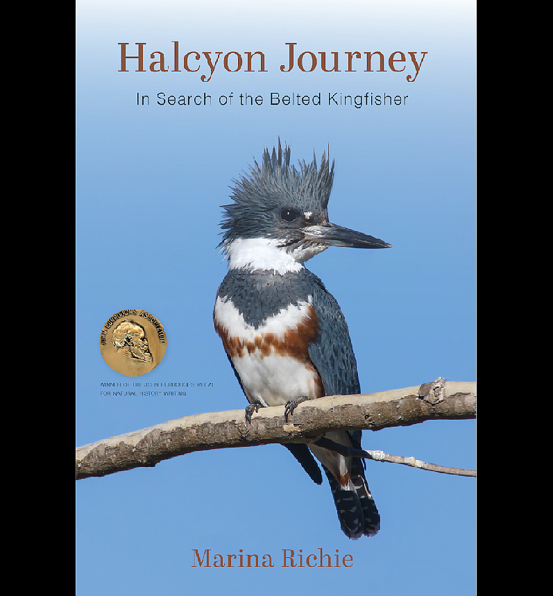 The annual Wings Over Willipa Festival features keynote speaker Marina Richie, with photos and discussion of award-winning book, "Halcyon Journey, In Search of the Belted Kingfisher"