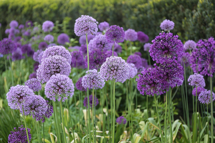 In the fall, plant the late spring blooming bulb Purple Sensation allium. It has four-inch round purple flowers and is critter-resistant, photo courtesy of Longfield-Gardens.com