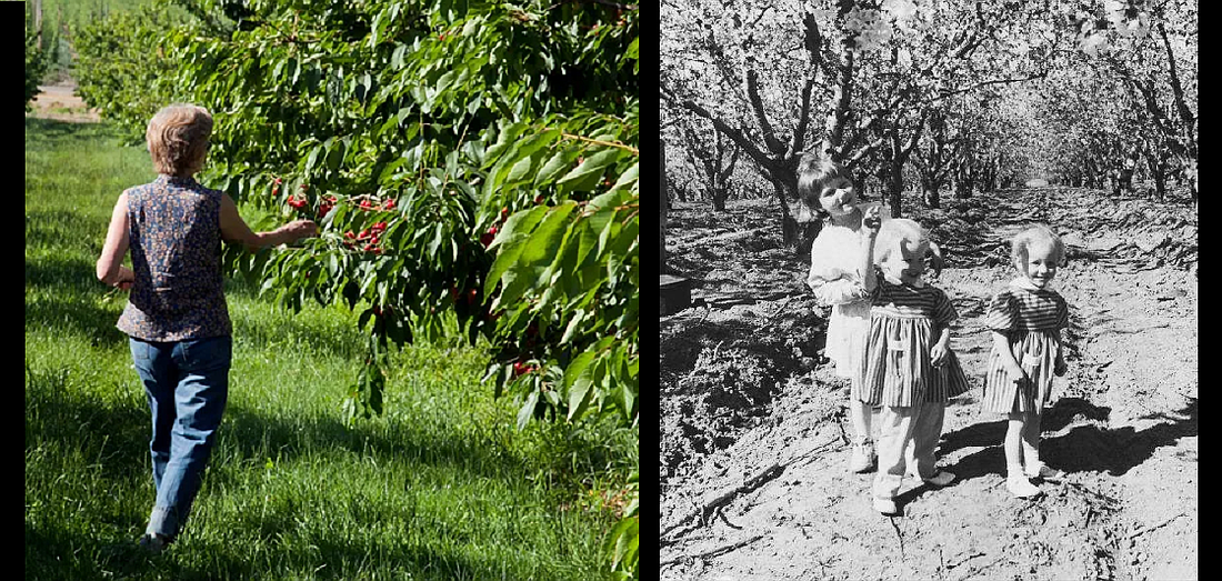 Pam Montgomery, founder of Chukar Cherries, was known to 
walk around the 100-acre orchard after the cherry harvest 
with her three young daughters in tow