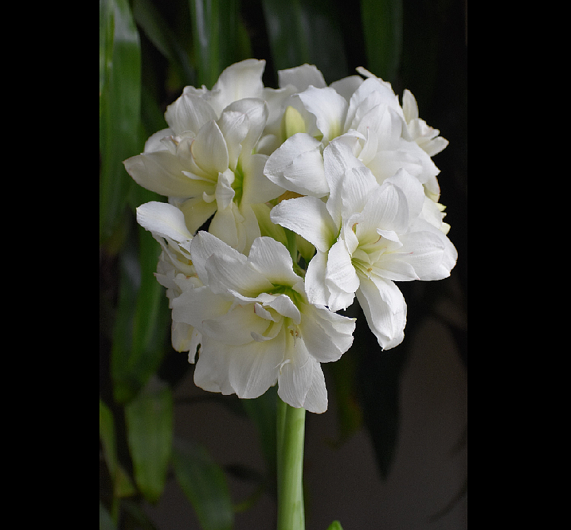 Plant Alaska amaryllis bulbs in the fall to enjoy pure white, fully double flowers throughout the holiday season, photo courtesy of Longfield-Gardens.com