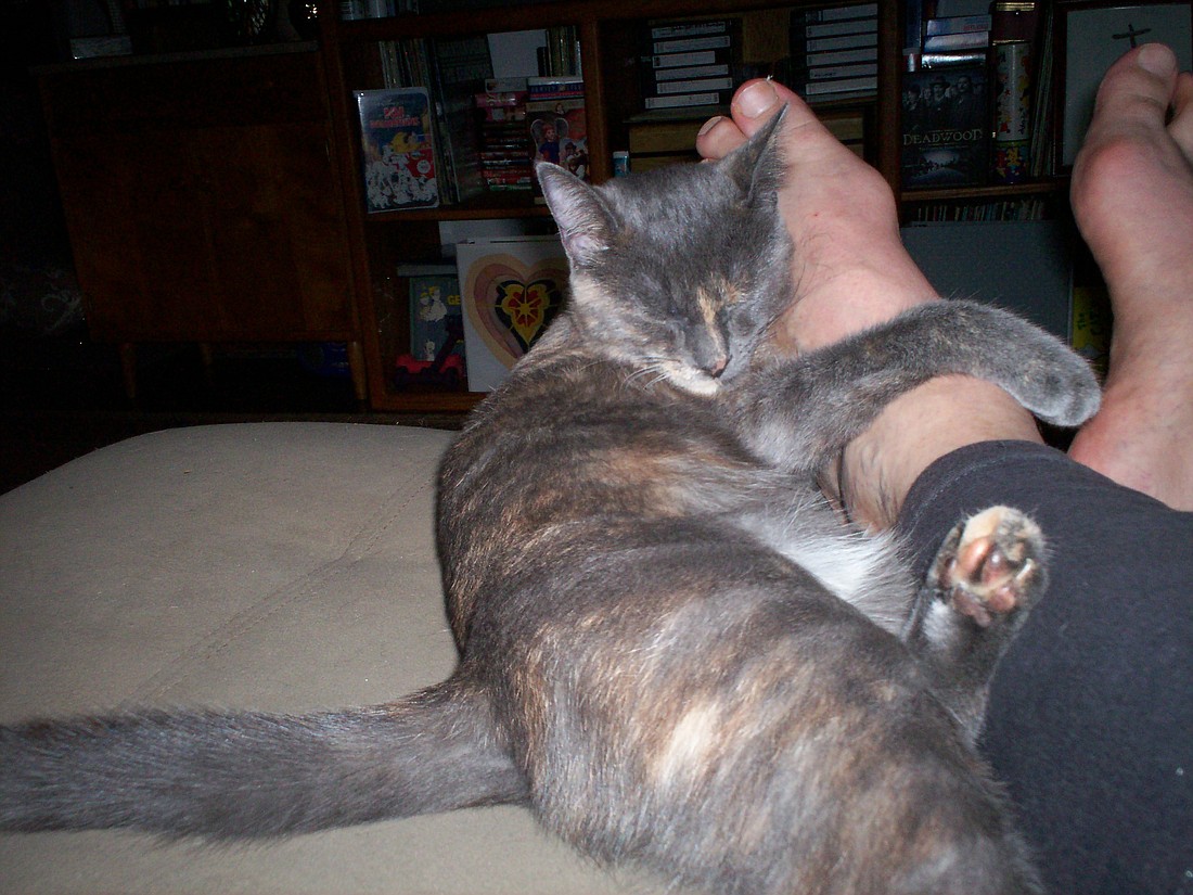 Elizabeth loves Daddy's foot. She is one of our four rescued cats...who also love Daddy.