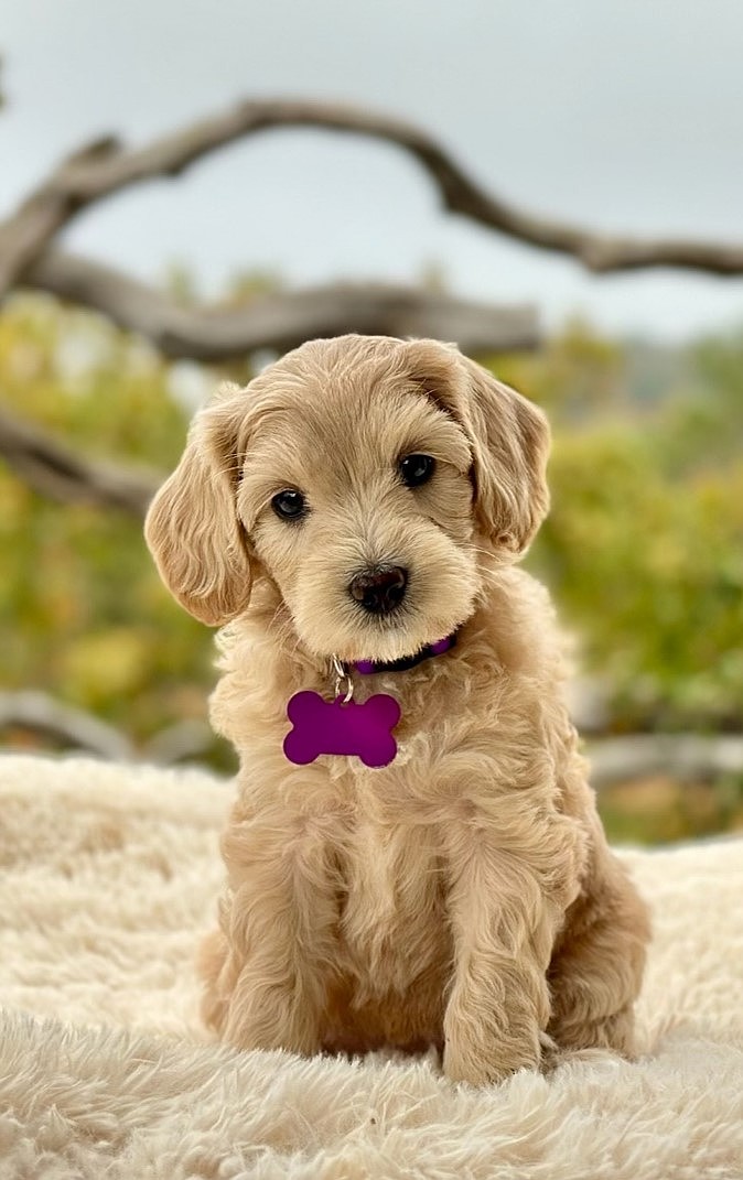 Adorable AussiDoodle puppy belongs to Pat's friend.