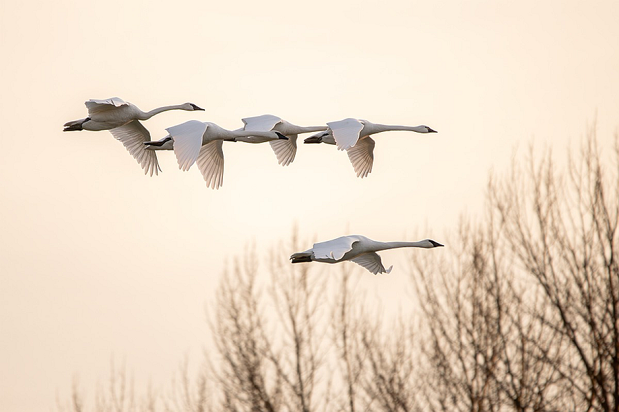 The Greater Skagit Delta in the heart of Skagit Valley is one of the most critical wintering habitats for waterfowl in the Pacific Northwest. This photo of Trumpeter swans by Aaron Logue is courtesy of Skagit Tourism Bureau.