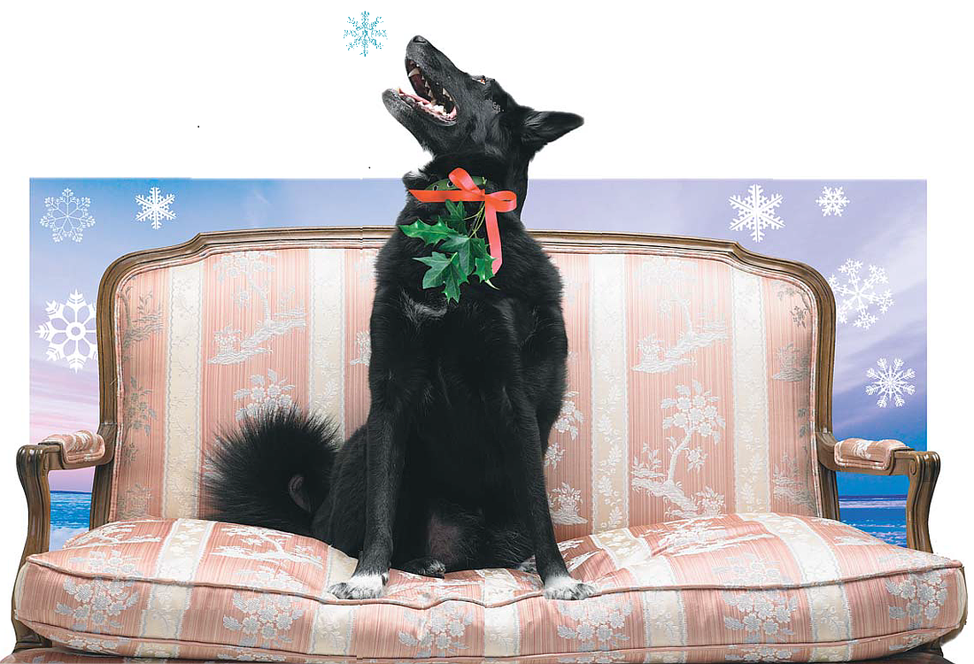 The story of Maya the dog and a Christmas miracle