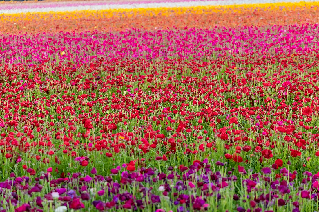 Photo courtesy of The Flower Fields, Carlsbad