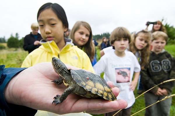 Seattle’s Woodland Park Zoo release rare turtles to swim their way back ...