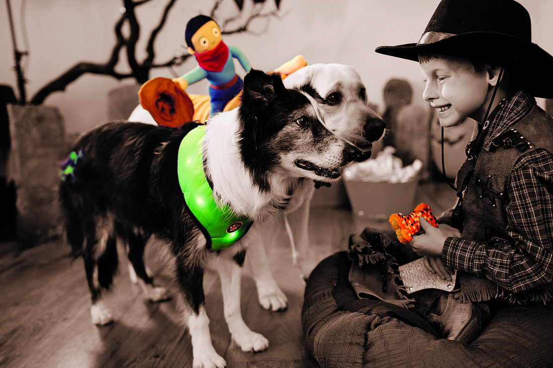 Safe Halloween Fun with Pets