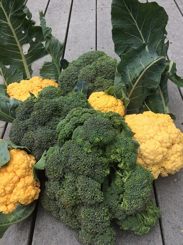 Cauliflower doesn't have to be white. Try the beautiful and tasty orange and purple varieties too.