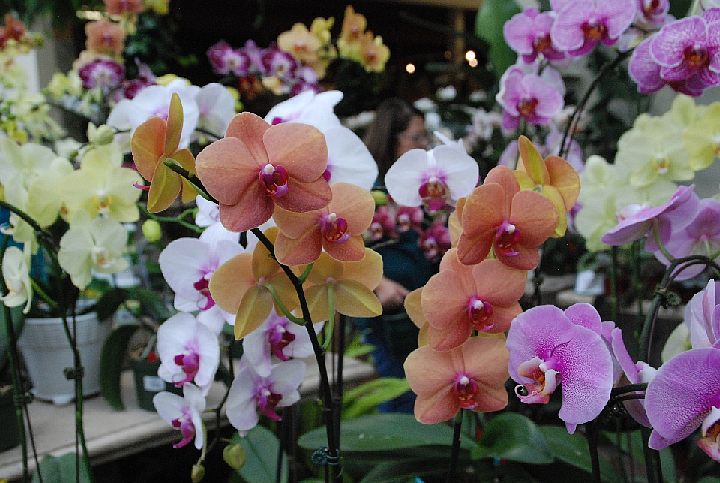 The moth orchid also known as phalaenopsis orchid provides months of exotic blossoms with minimal care. Photo courtesy of MelindaMyers.com